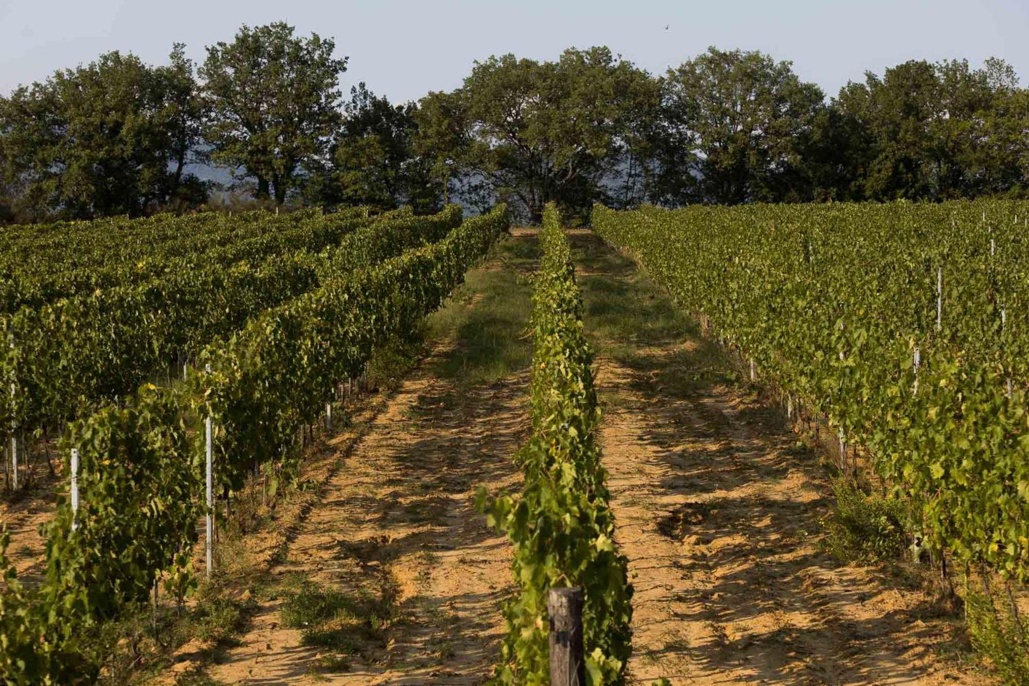 Agriturismo Le Baccane Vinci Exterior foto